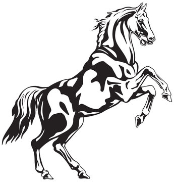 Horse Reared black and white animal vector drawing for tattoo, sign or logo