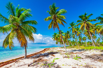 Obraz premium Palm Ocean Sky caribbean coast