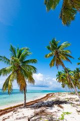Palm Ocean Sky caribbean coast