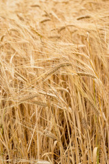 Agriculture nature background of wheat grain plant
