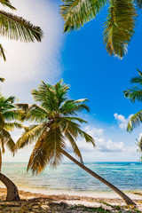 Fototapeta na wymiar Palm Ocean Sky caribbean coast Dominican Republic