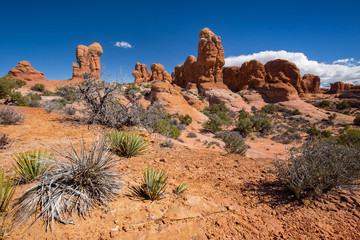 Fototapeta premium sandstone rock formations in arches national park