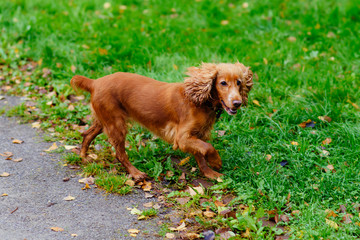 Cocker Spaniel walks in the Park in autumn