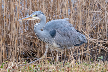 A Grey Heron bird.