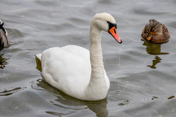 A mute swan on a lake.
