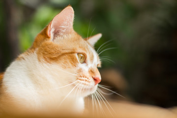 Cat looking up for something