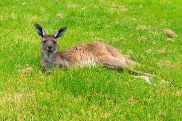 Naklejka na ściany i meble Australian kangaroo laying on green grass