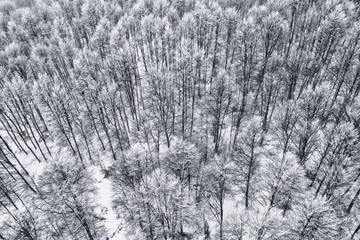 Aerial view of forest in the winter during the snowfall