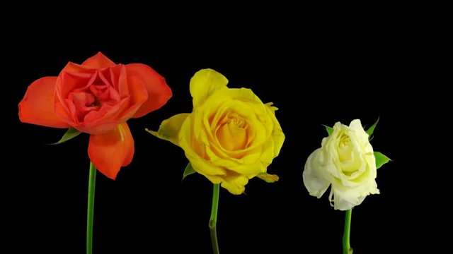 Time-lapse of drying three yellow roses for winter bouquet 3x1x in Animation format with ALPHA transparency channel isolated on black background
