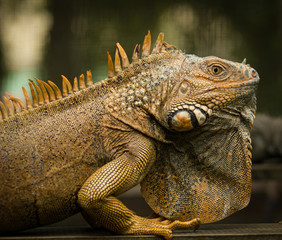 Green Iguana