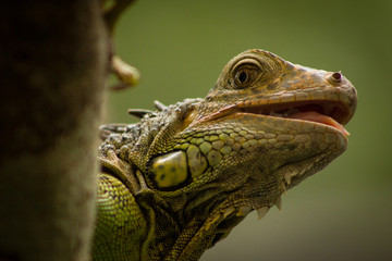Green Iguana