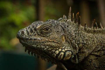 Green Iguana