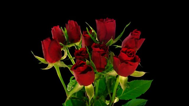 Time-lapse of opening red roses bouquet 3x3 in RGB + ALPHA matte format isolated on black background
