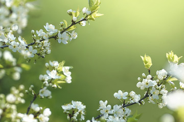 Beautiful floral spring abstract background of nature. Branches of blossoming cherries macro on a gentle light green background. For easter and spring greeting cards with copy space. - obrazy, fototapety, plakaty