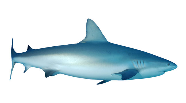 Grey Reef Shark isolated on white background