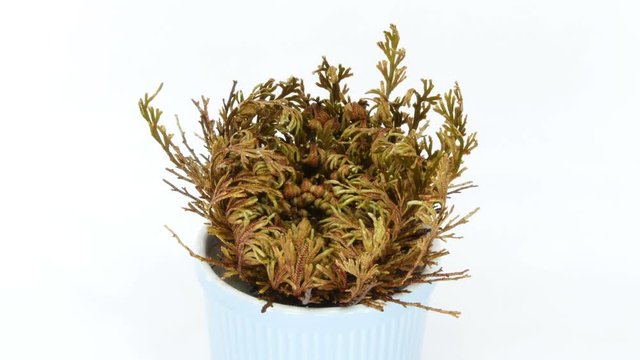 Time-lapse of opening Rose of Jericho (Resurrection Plant or false Anastatica hierochuntica) 7x2 in 4K format on white background. Put dried Rose of Jericho plant into the water and it opens.
