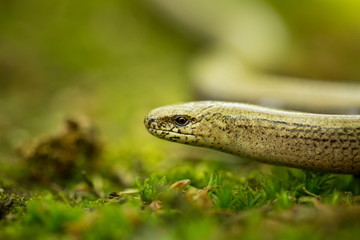 Anguis fragilis. Expanded throughout Europe. Not in Scandinavia. The wild nature of the Czech Republic. From the life of reptiles. Free nature. Spring. Photographed in the Czech Republic. Forest. Natu
