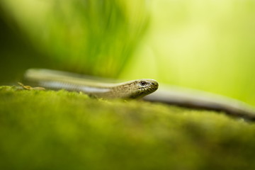 Anguis fragilis. Expanded throughout Europe. Not in Scandinavia. The wild nature of the Czech Republic. From the life of reptiles. Free nature. Spring. Photographed in the Czech Republic. Forest. Natu