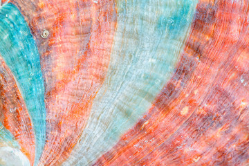 Green and orange close up of sea shell surface texture