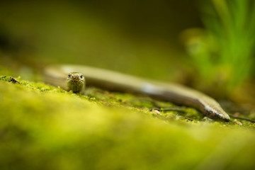 Anguis fragilis. Expanded throughout Europe. Not in Scandinavia. The wild nature of the Czech Republic. From the life of reptiles. Free nature. Spring. Photographed in the Czech Republic. Forest. Natu