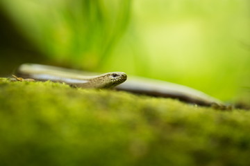 Anguis fragilis. Expanded throughout Europe. Not in Scandinavia. The wild nature of the Czech Republic. From the life of reptiles. Free nature. Spring. Photographed in the Czech Republic. Forest. Natu