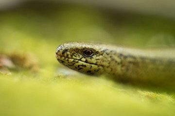 Anguis fragilis. Expanded throughout Europe. Not in Scandinavia. The wild nature of the Czech Republic. From the life of reptiles. Free nature. Spring. Photographed in the Czech Republic. Forest. Natu