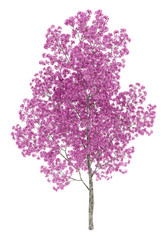 Obraz premium red lapacho tree isolated on white background. 3d illustration