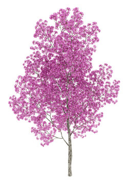 red lapacho tree isolated on white background. 3d illustration
