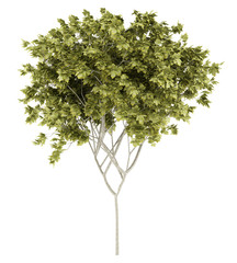 norway maple tree isolated on white background. 3d illustration