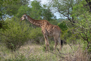 Naklejka na ściany i meble Kruger National Park, Mpumalanga, South Africa