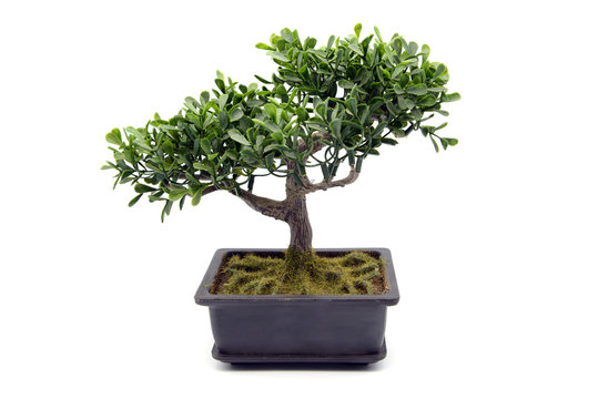 potted bonsai tree at white isolated background