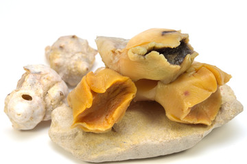 Boiled Rapana (Veined rapa whelk) Meat