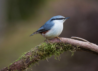 Obraz premium Eurasian nuthatch