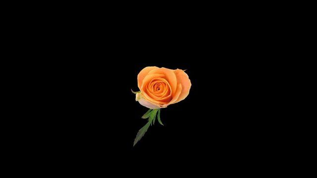 Seamless rotating time-lapse of opening and closing orange Bonanza rose in PNG+ format with ALPHA transparency channel, isolated on black, top view.
