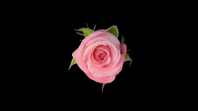 Time-lapse of opening pink Blushing Akito rose 3x1 in PNG+ format with ALPHA transparency channel isolated on black background
