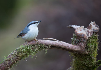 Fototapeta premium Eurasian nuthatch