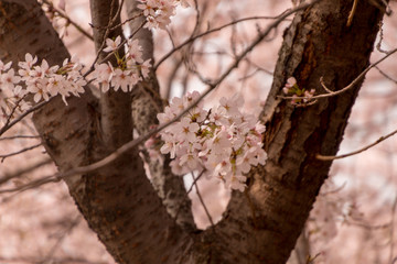 Naklejka premium Cherry Blossoms, Ulsan, Korea