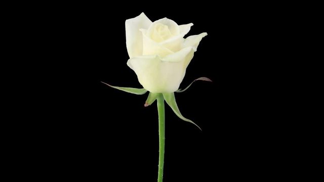 Time-lapse of opening white Bianca rose 3x1 in Animation format with ALPHA transparency channel isolated on black background
