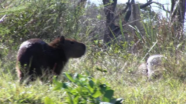 Capybara (Hydrochoerus hydrochaeris) in areas of the Pantanal Biome. Mato Grosso do Sul state, Central-Western - Brazil.   