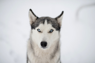 Siberian husky with blue eyes under the snow, close portrait 