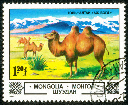 Ukraine - circa 2018: A postage stamp printed in Mongolia show Bactrian Camel or Camelus bactrianus in Gobi Desert. Series: Animals and landscapes. Circa 1982.