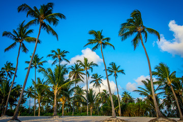 A grove of palm trees towering over a deserted beach. 