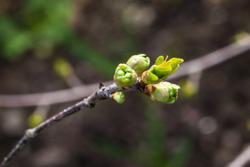 Early spring branches, small leaves