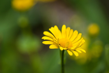Obraz premium Yellow Marigold calendula medicanal flower