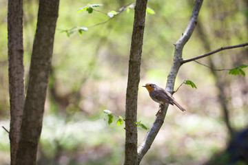 Small bird in a spring forest