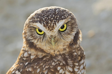 Bird burrowing owl stare