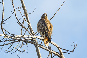 Bird red tail hawk at tree limb perch