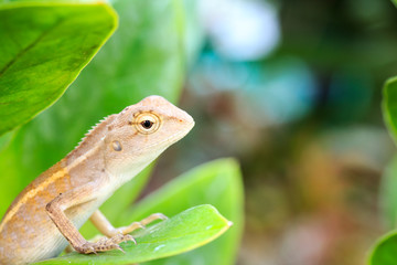 Closeup macro shot of Oriental garden lizard. Selective Focus