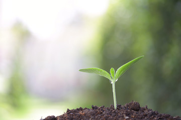 Growing young tree 