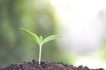 Growing young tree 